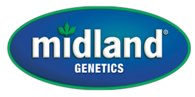 Midland Genetics